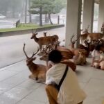 Conmovedor encuentro: Ciervos y personas comparten refugio bajo la lluvia en Japón