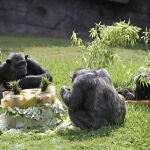 NAC62 VALENCIA, 10/08/2012.- Chispi (c), la primera chimpancé que llegó al Bioparc Valencia y considerada la "más valiosa" del grupo, ha celebrado hoy su 25 cumpleaños con una gran tarta helada de frutas, regalos y con un centenar de visitantes curiosos que no han querido perderse el acontecimiento. 