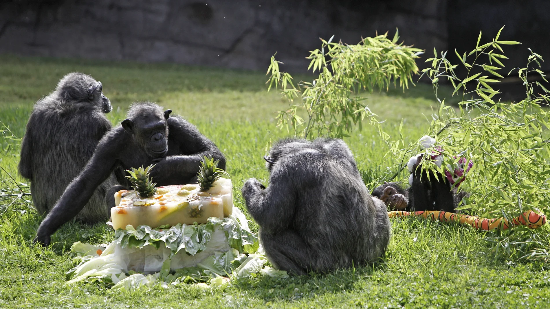 NAC62 VALENCIA, 10/08/2012.- Chispi (c), la primera chimpancé que llegó al Bioparc Valencia y considerada la "más valiosa" del grupo, ha celebrado hoy su 25 cumpleaños con una gran tarta helada de frutas, regalos y con un centenar de visitantes curiosos que no han querido perderse el acontecimiento.