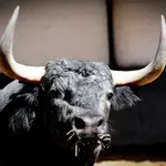 El toro cobra su propio protagonismo en Las Ventas en septiembre