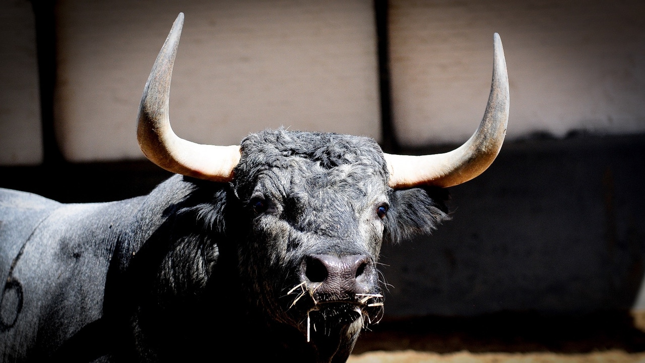 The month of the "Bull" begins in Madrid with the bullfight.  Who fights her?