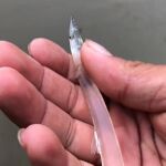 Vídeo: Encuentran un extraño animal transparente en una playa 