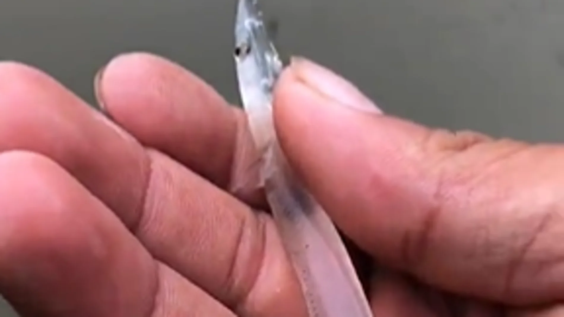 Vídeo: Encuentran un extraño animal transparente en una playa 