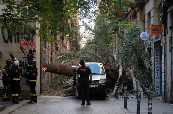 Barcelona se escuda en la sequía y el “protocolo” para justificar la muerte de una joven tras la caída de una palmera
