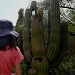 Una joven observa un cactus dañado por el calor en el Jardín Botánico del Desierto (Phoenix) 
