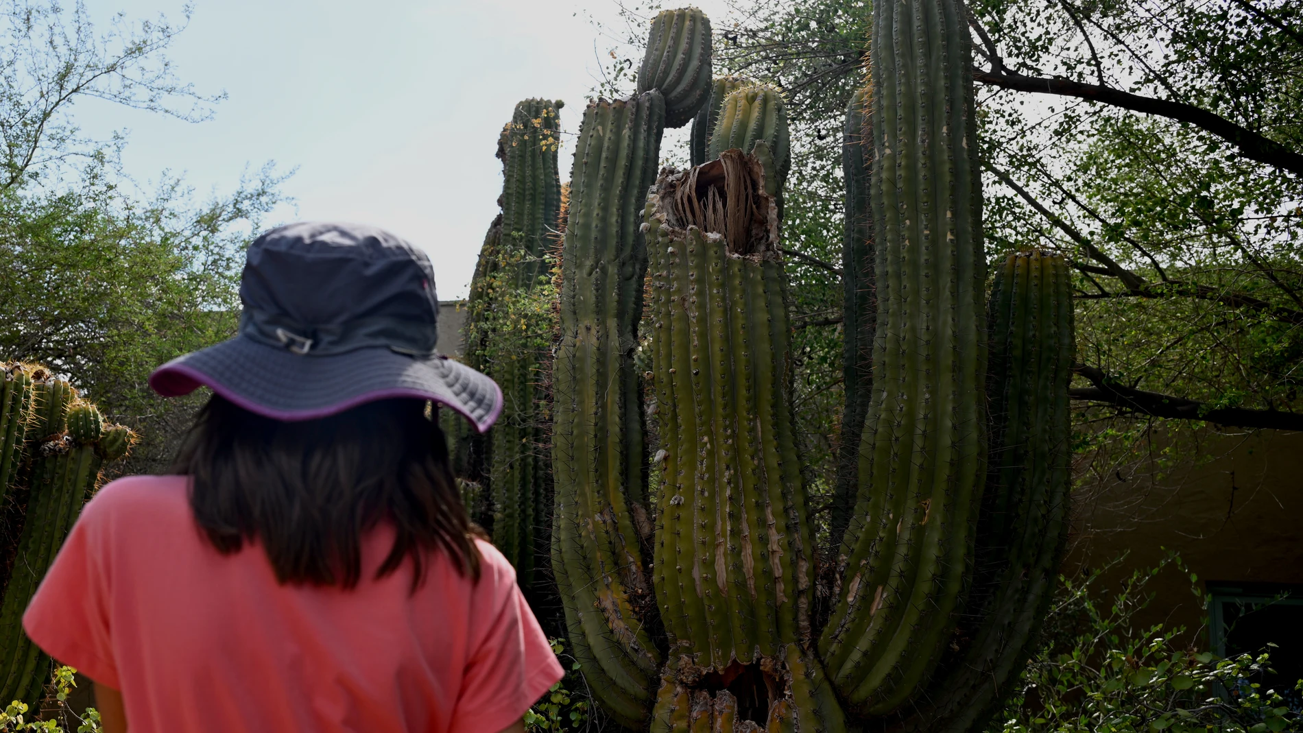 Una joven observa un cactus dañado por el calor en el Jardín Botánico del Desierto (Phoenix) 