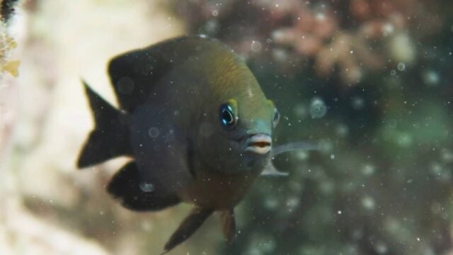 Hallazgo Histórico: Peces de Arrecife Domestican a Camarones para Cultivar Algas