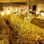Desmantelada una plantación de marihuana en una vivienda de lujo de Madrid