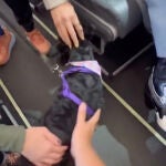 Pasajeros se unen para defender a joven y su perro en vuelo de viva aerobus
