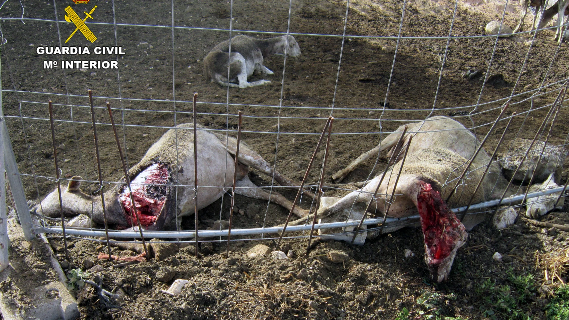 Investigan a dos personas por el abandono de varios perros que causaron la muerte de más de una veintena de ovejas
