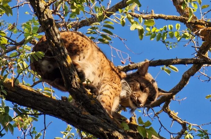 Un lince capturado en buen estado en el árbol de una vivienda de Úbeda (Jaén) el pasado 18 de agosto