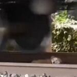El video viral de un perro que sobrevive al paso de un tren tras quedarse dormido en las vías que arrasa en las redes 