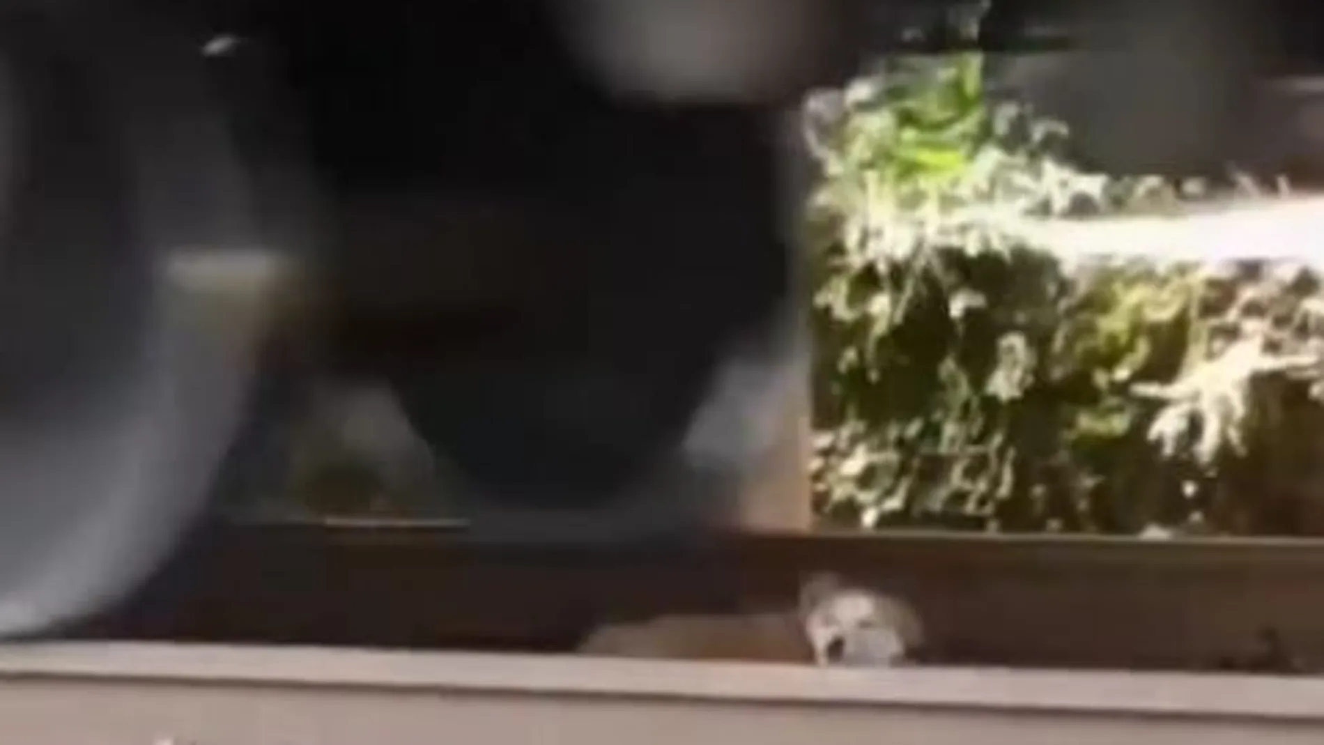 El video viral de un perro que sobrevive al paso de un tren tras quedarse dormido en las vías que arrasa en las redes