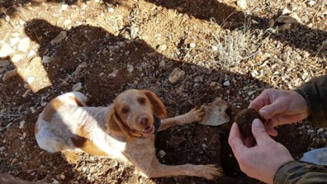 Recogida de trufas por perros especializados
