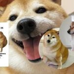 Las redes de luto: Muere 'Cheems', el perrito de los memes más famoso de internet 