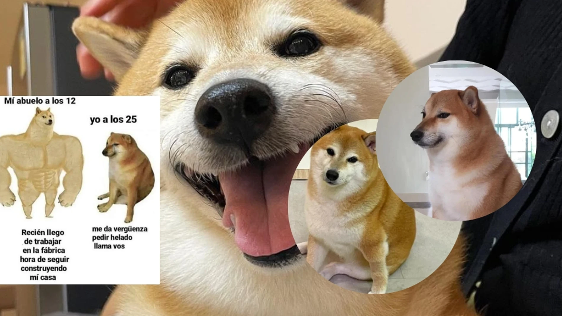 Las redes de luto: Muere 'Cheems', el perrito de los memes más famoso de internet 