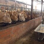 Explotación bovina en la provincia de Burgos dirigida por un joven ganadero