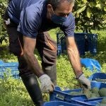 Un agricultor trabaja en una finca ecológica de aguacates