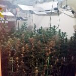 La Guardia Civil desmantela una plantación con cerca de 400 plantas de marihuana en un piso de Santomera