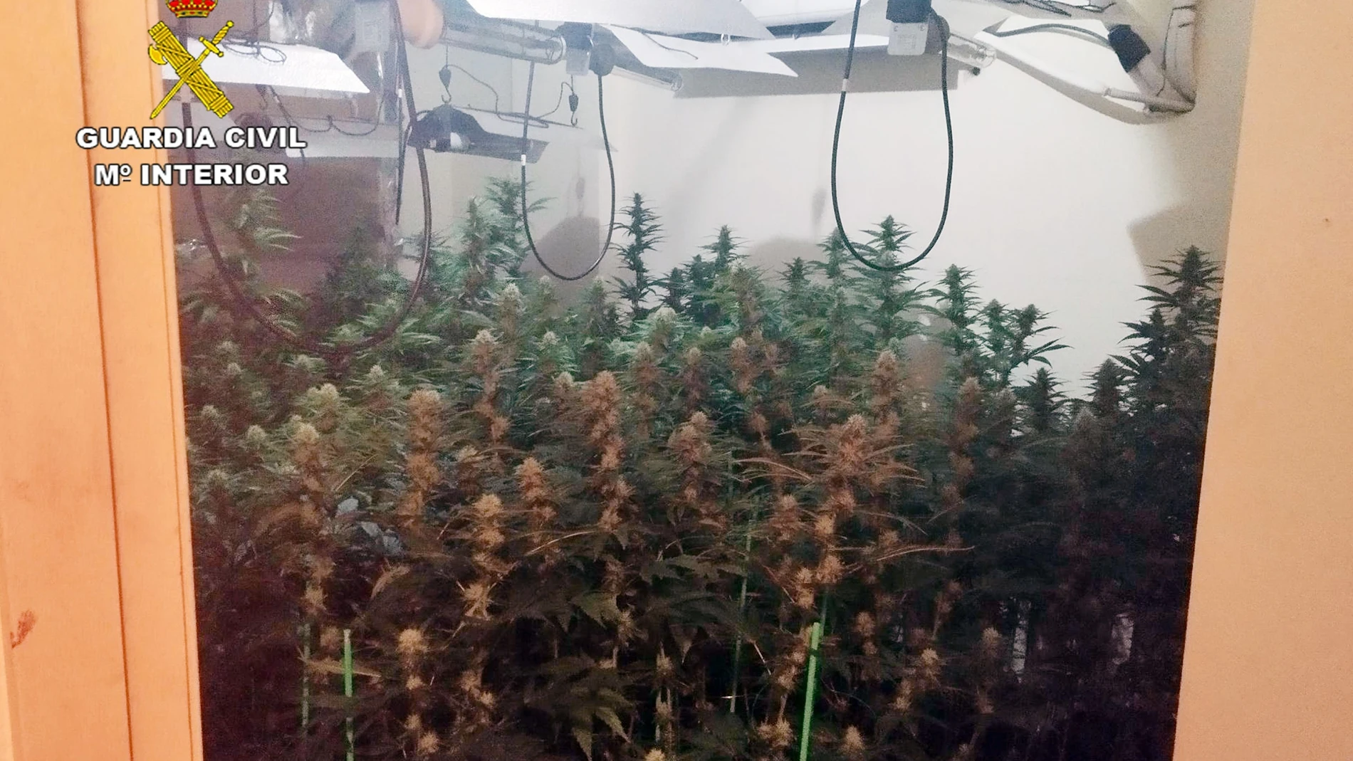 La Guardia Civil desmantela una plantación con cerca de 400 plantas de marihuana en un piso de Santomera