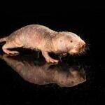 Transfieren con éxito un gen de longevidad de ratas topo desnudas a ratones, lo que mejoró su salud y prolongó su vida