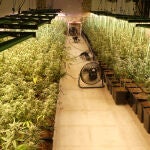 "Megaplantación" de marihuana en Salamanca