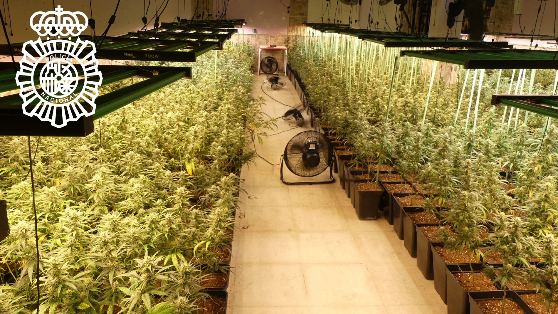 "Megaplantación" de marihuana en Salamanca