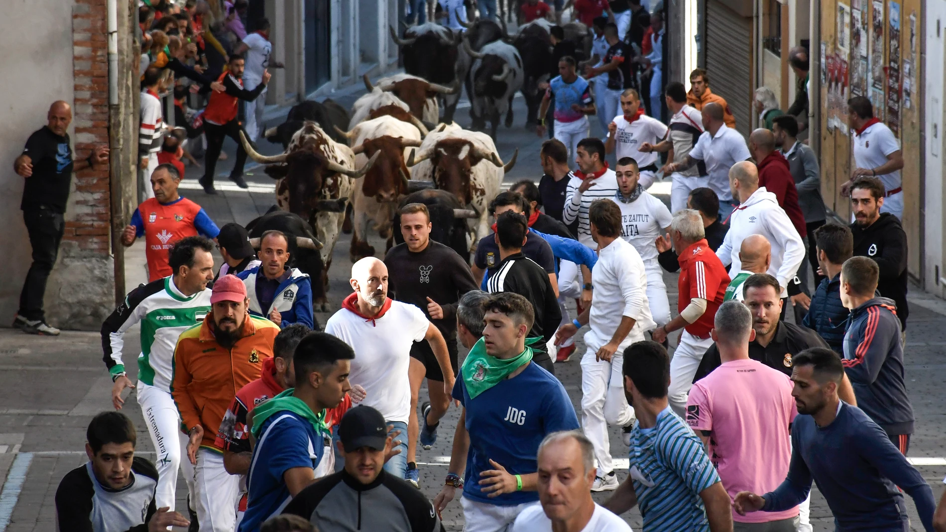 CUÉLLAR (SEGOVIA), 27/08/2023.- Mozos corren delante de toros de Araúz de Robles y cabestros este sábado durante el primer encierro celebrado en la localidad segoviana de Cuéllar. EFE/ Pablo Martin 