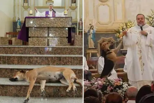 El sacerdote que dedica su vida a salvar y encontrar hogares para perros callejeros