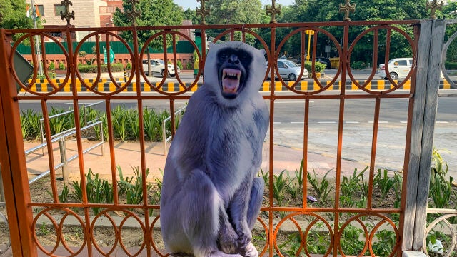 Nueva Delhi despliega "espantamonos" para ahuyentar a los primates de la cumbre del G20