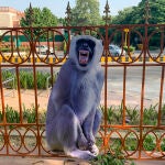 Nueva Delhi despliega "espantamonos" para ahuyentar a los primates de la cumbre del G20