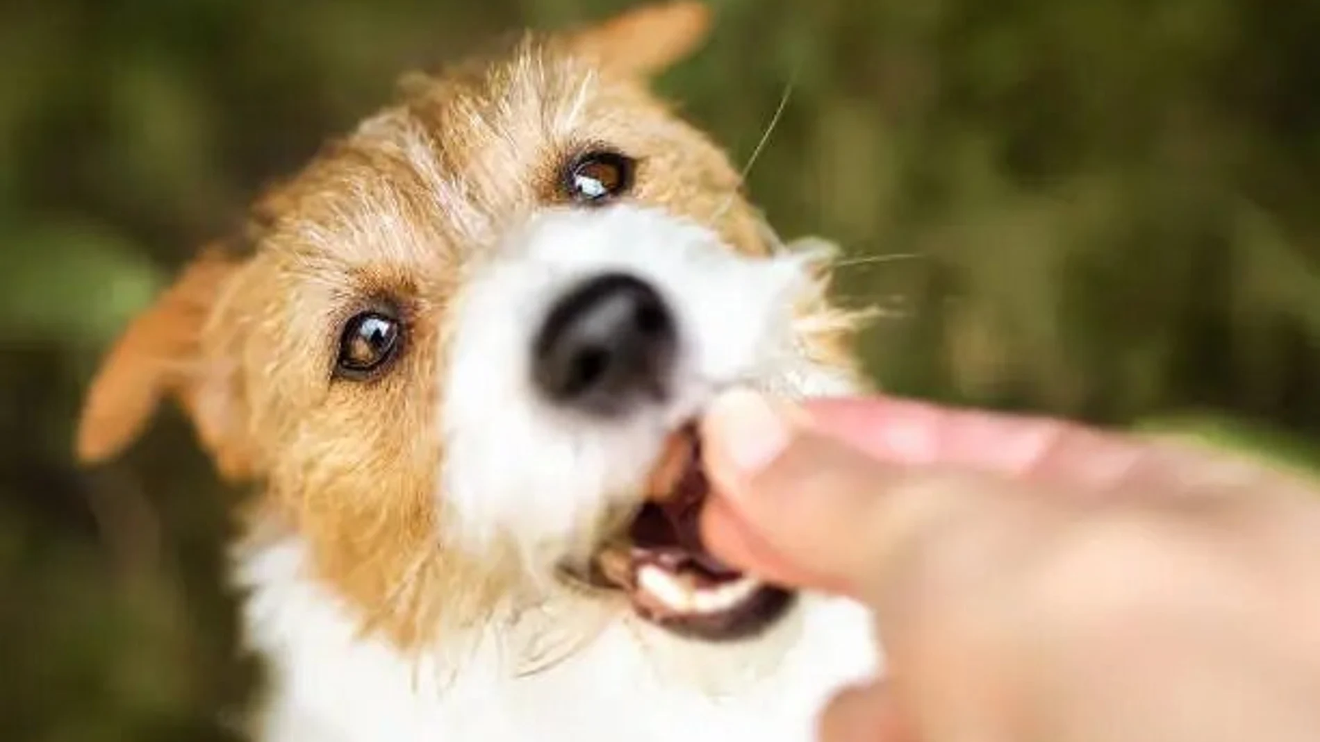 Un perro comiendo