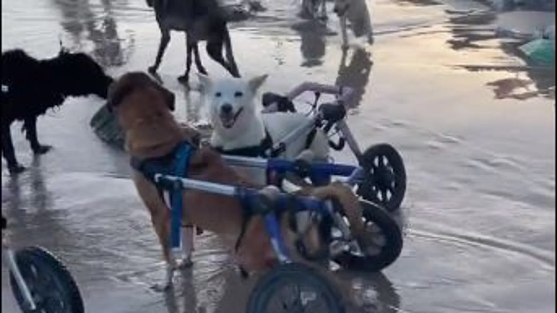 El precioso video viral de varios perros en sillas de ruedas disfrutando de la playa