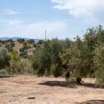 Subida de los precios del aceite de oliva virgen extra