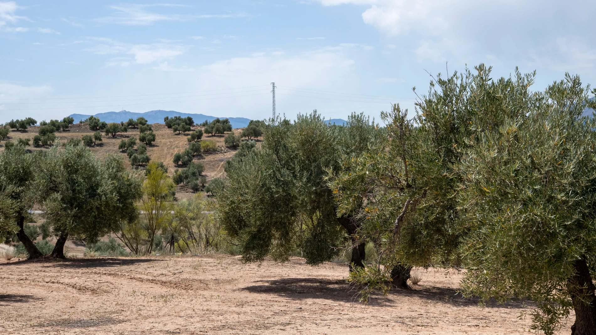 JAÉN, 31/08/2023.- Uno de los numerosos Olivares de Jaén que debido a la sequía en los últimos años esta provocando la subida de los precios del aceite de oliva virgen extra. EFE/José Manuel Pedrosa. 