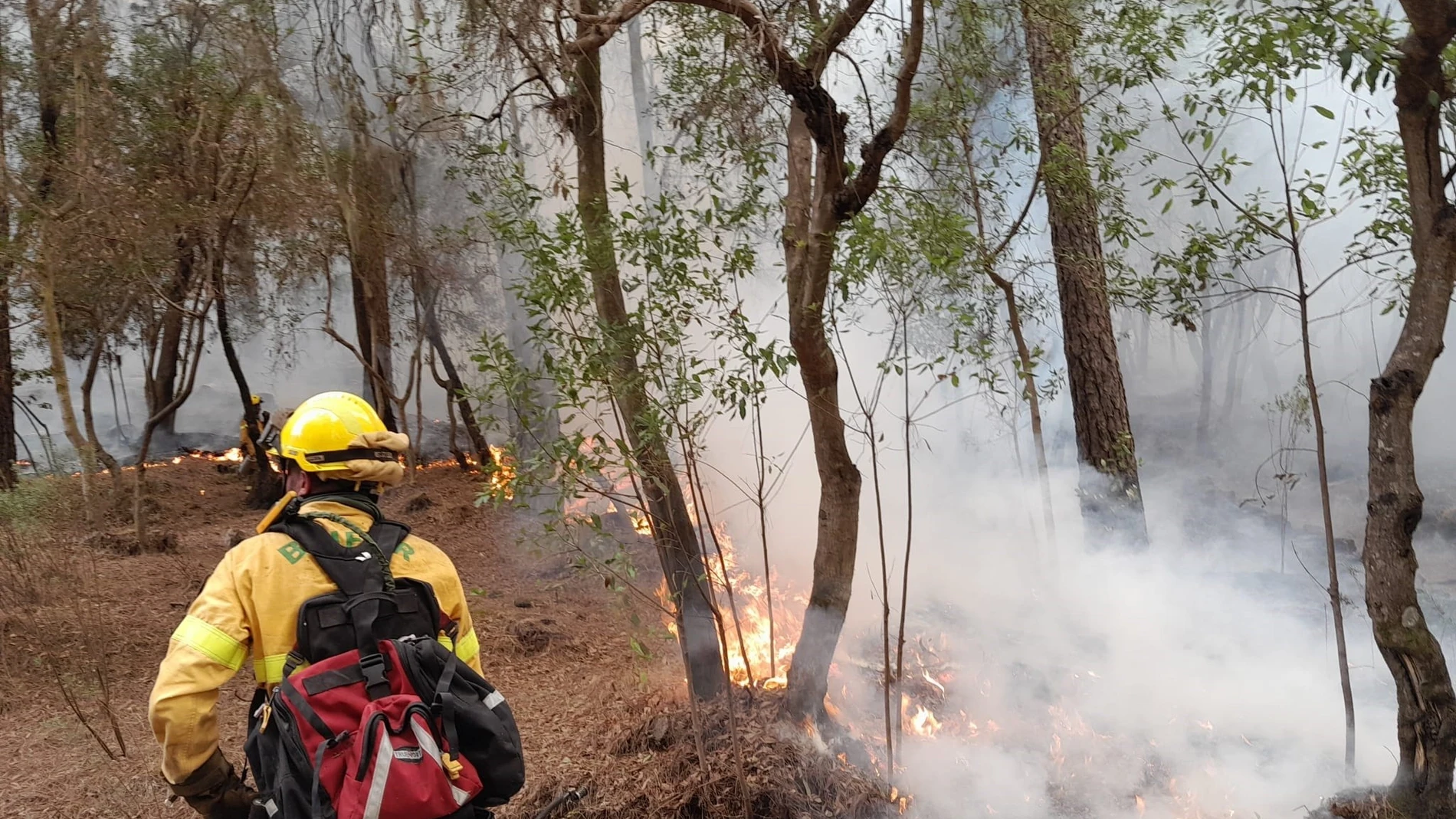 El Cabildo de Tenerife valora inicialmente los daños del incendio forestal en 80,4 millones de euros