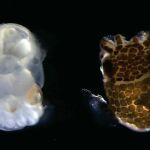 Calamar transparente y calamar que no ha sido modificado genéticamente