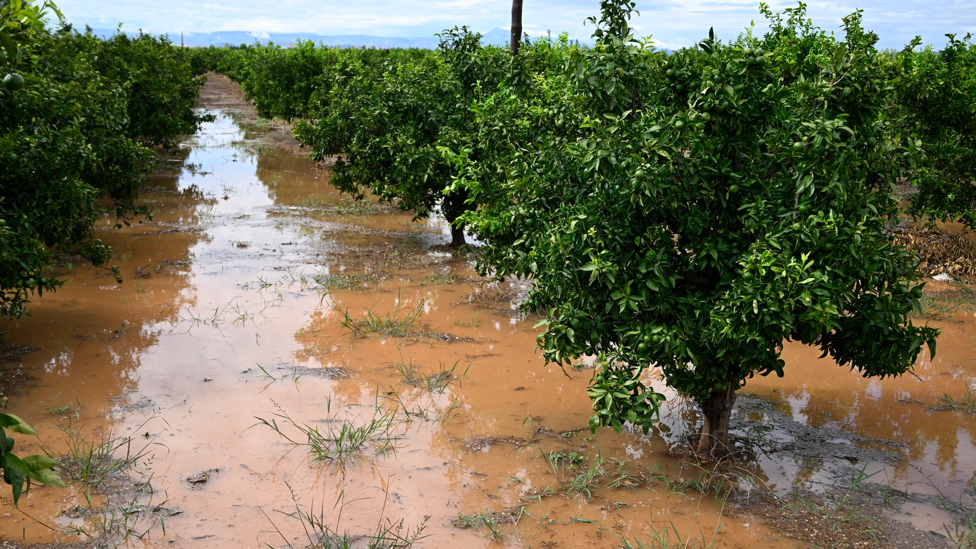 BURRIANA (COMUNIDAD VALENCIANA), 02/09/2023.- Fotografía de los suelos inundados de un campos de naranjos debido a las lluvias de la mañana de este sábado, cerca a Burriana (Comunidad Valenciana). EFE/ Andreu Esteban 