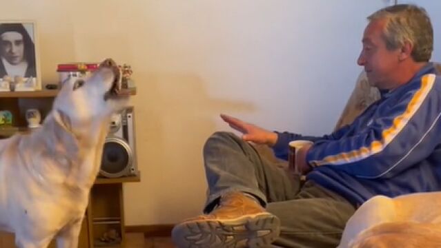 El insólito momento en el que un perro consigue echar a su dueño del sofá mediante ladridos