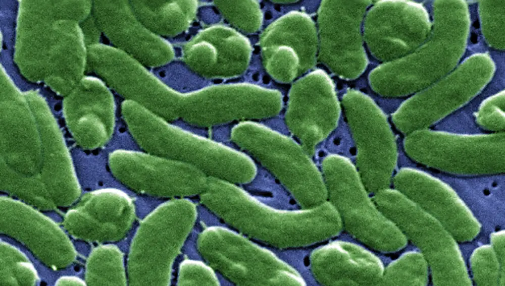 Imagen macro de la bacteria &quot;vibrio vulnificus&quot;