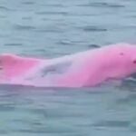 Un delfín rosado en el Golfo de México 