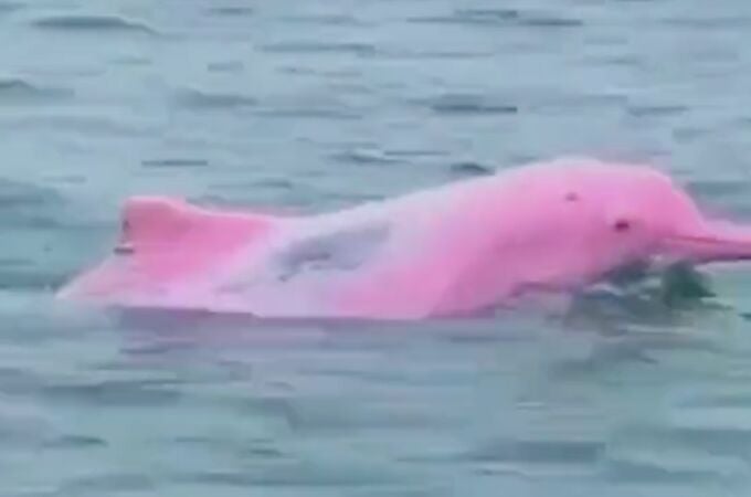 Un delfín rosado en el Golfo de México 