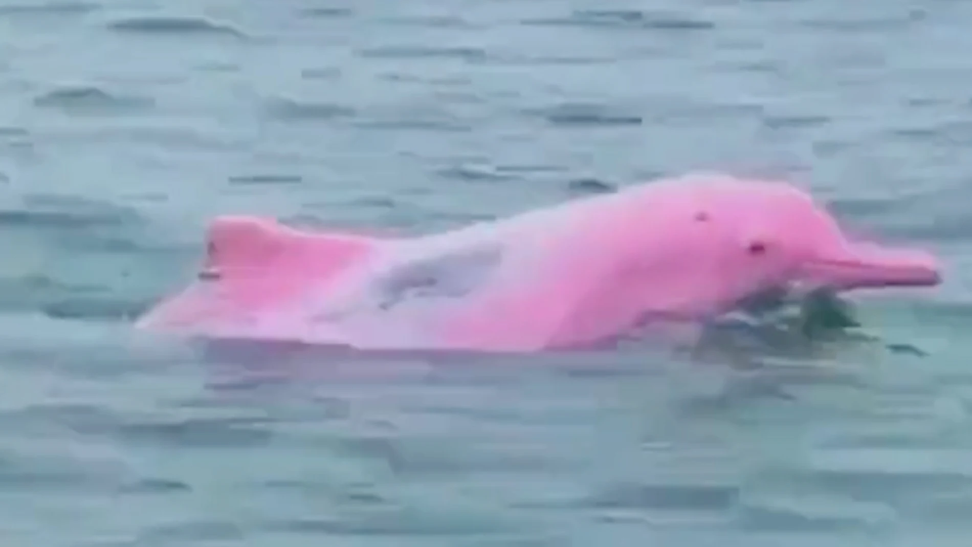 Un delfín rosado en el Golfo de México 