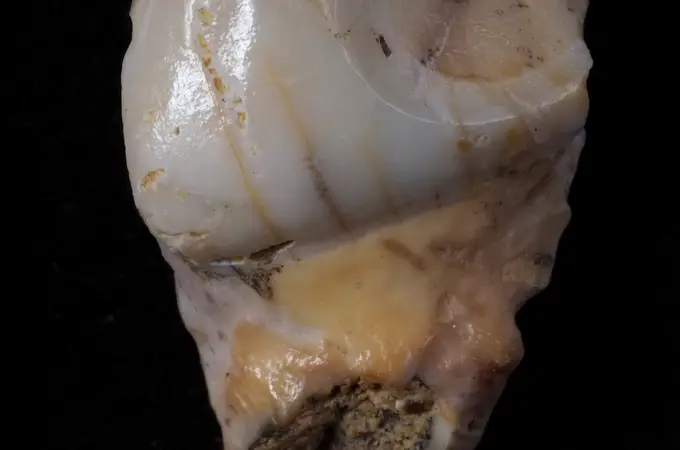 Descubierto el molar más antiguo de Madrid en Pinilla del Valle