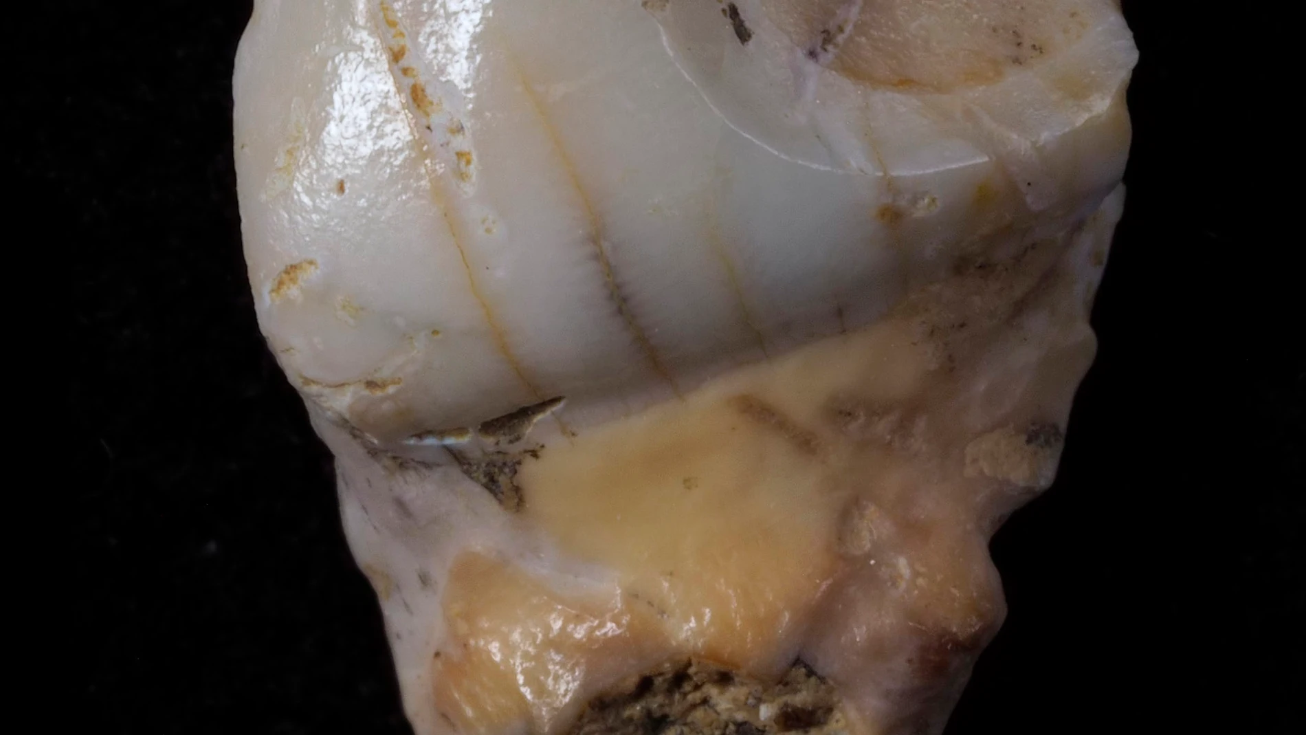 Molar fragmentado descubierto en el cubil de hienas de la Cueva Des-Cubierta 