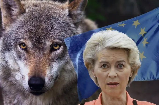 Bruselas quiere que sea más fácil cazar lobos cuando éstos maten ganado