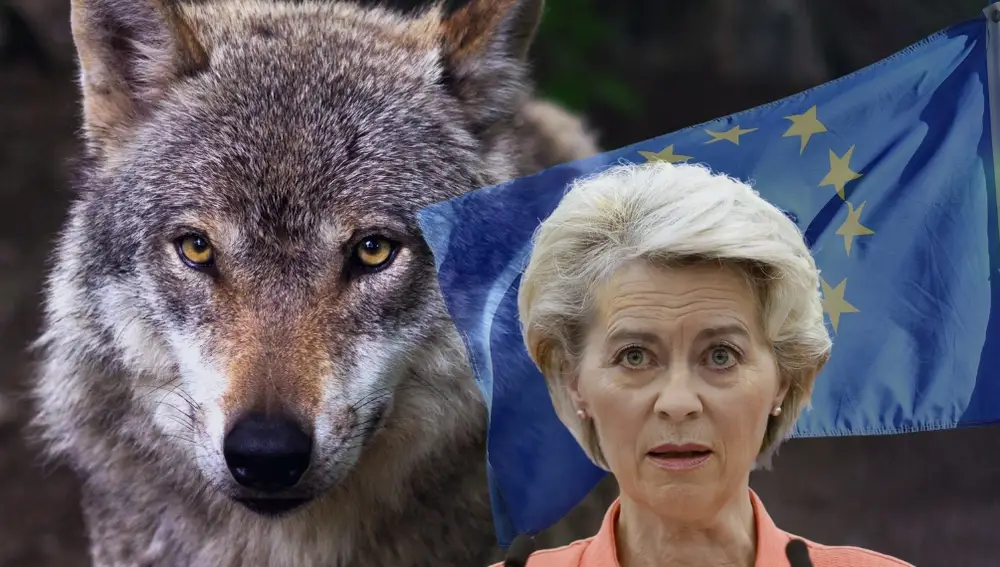 La UE estudia replantearse la protección del lobo después de que uno de ellos devorase al poni de Von der Leyen