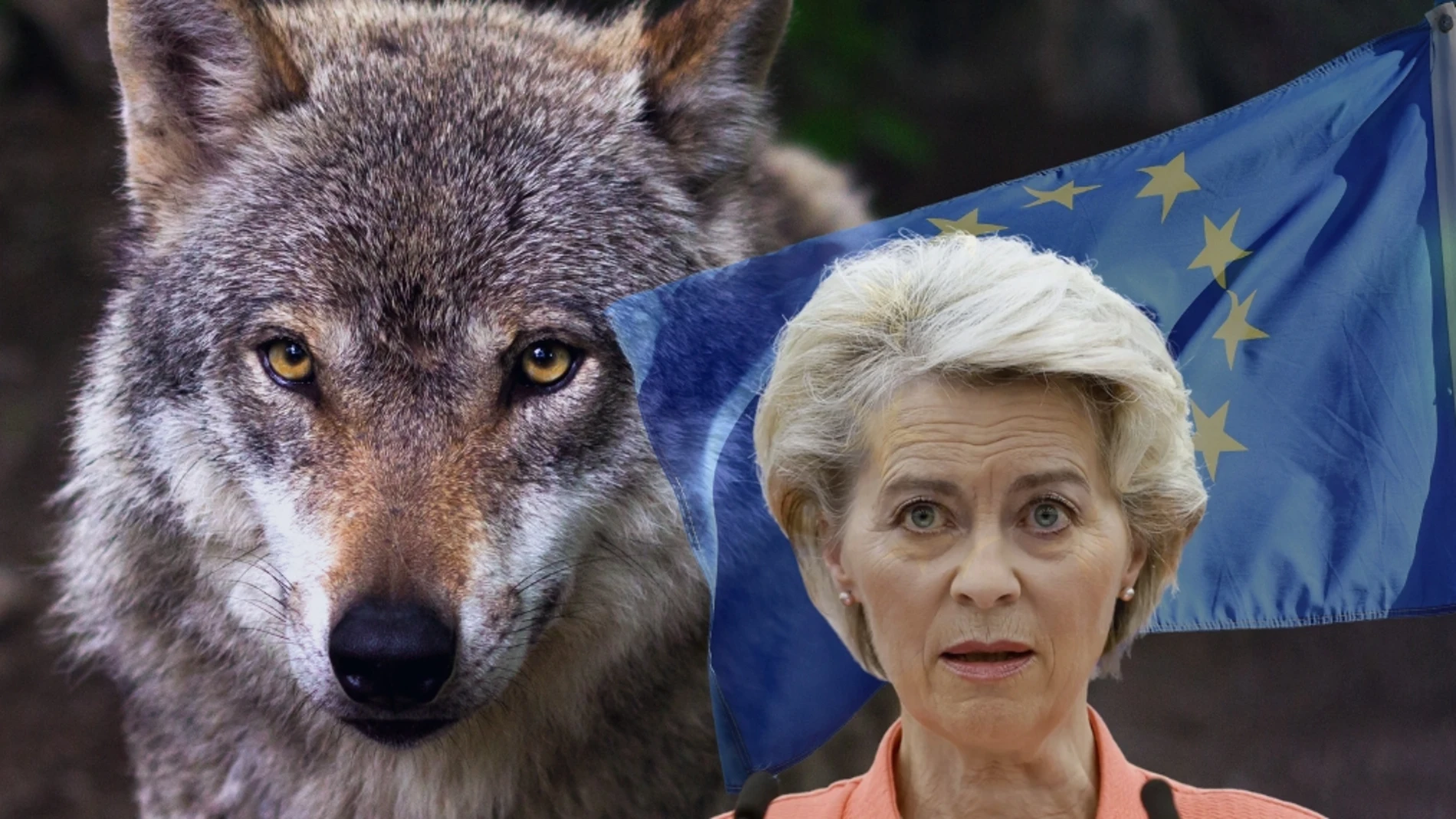 La UE estudia replantearse la protección del lobo después de que uno de ellos devorase al poni de Von der Leyen 