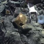 Analizan un misterioso "huevo dorado" descubierto en la profundidad del océano en Alaska