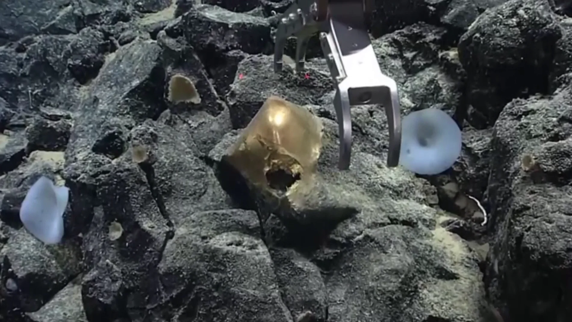 Analizan un misterioso "huevo dorado" descubierto en la profundidad del océano en Alaska